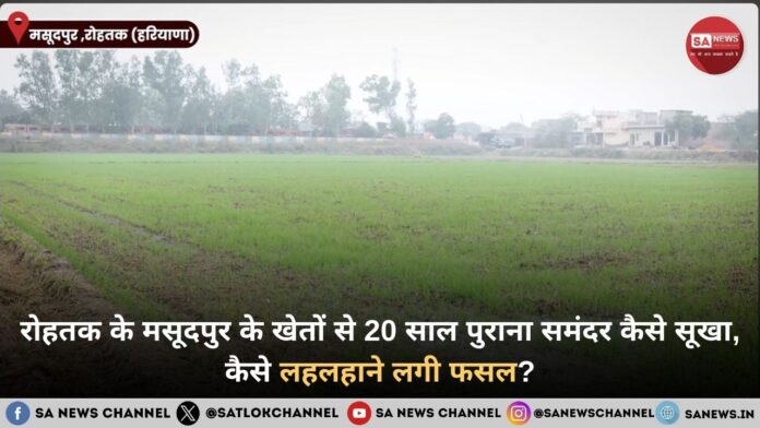 रोहतक के मसूदपुर के खेतों से 20 साल पुराना समंदर कैसे सूखा, कैसे लहलहाने लगी फसल.jpg