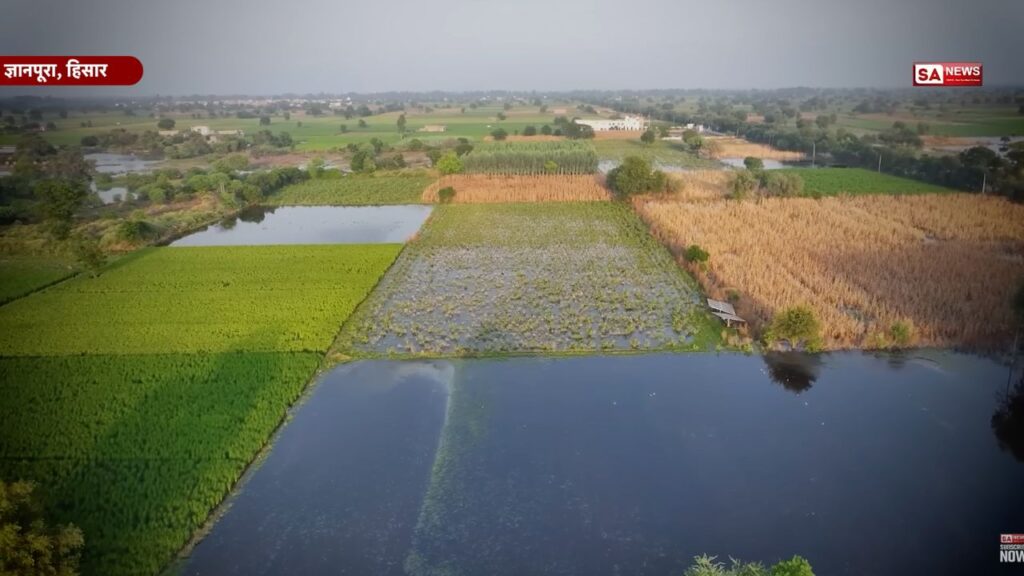 हिसार के ज्ञानपुरा गांव में संत रामपाल जी महाराज ने जलभराव हटवाकर गेहूं बुवाई कराई
