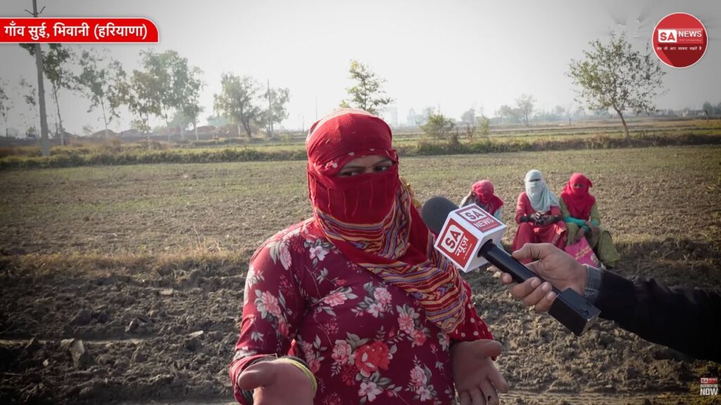 भिवानी जिले के सुई गांव में बाढ़ से डूबे खेतों को मिली राहत, संत रामपाल जी की मदद से किसानों में लौटी उम्मीद
