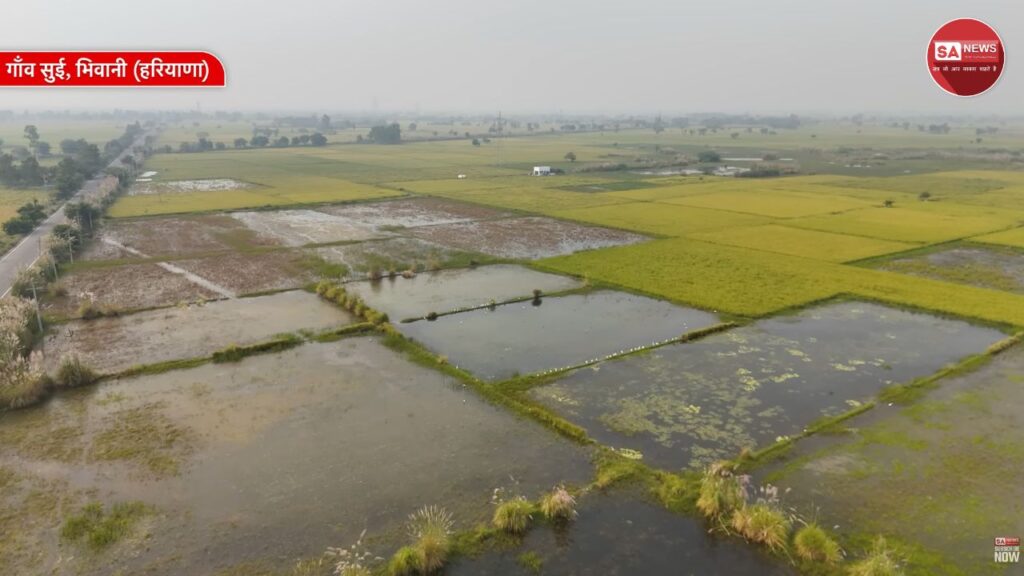 भिवानी जिले के सुई गांव में बाढ़ से डूबे खेतों को मिली राहत, संत रामपाल जी की मदद से किसानों में लौटी उम्मीद