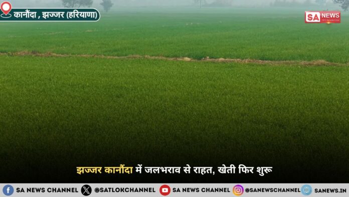झज्जर कानौंदा में जलभराव से राहत, खेती फिर शुरू