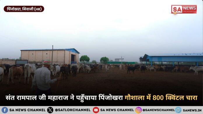 संत रामपाल जी महाराज ने पहुँचाया पिंजोखरा गौशाला में 800 क्विंटल चारा