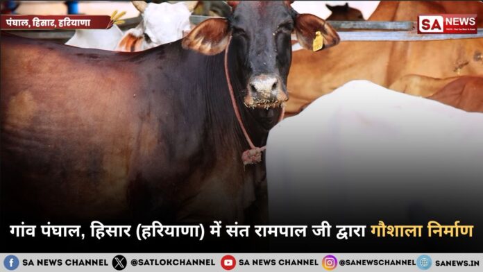 गांव पंघाल, हिसार (हरियाणा) में संत रामपाल जी द्वारा गौशाला निर्माण
