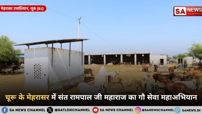 चूरू के मेहरासर में संत रामपाल जी महाराज का गौ सेवा महाअभियान