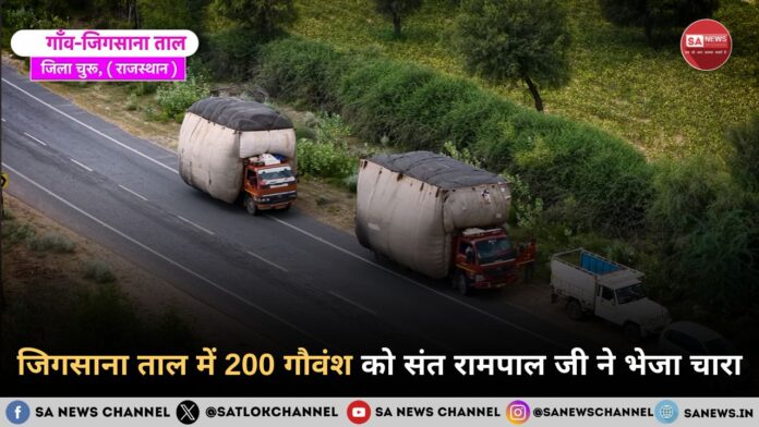जिगसाना ताल में 200 गौवंश को संत रामपाल जी ने भेजा चारा