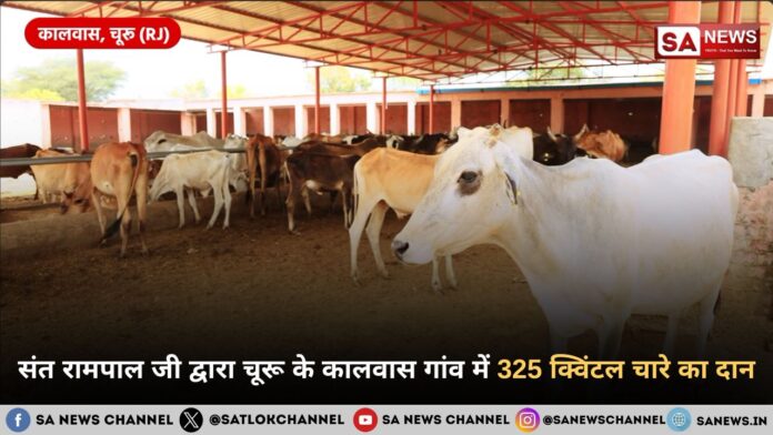 संत रामपाल जी द्वारा चूरू के कालवास गांव में 325 क्विंटल चारे का दान