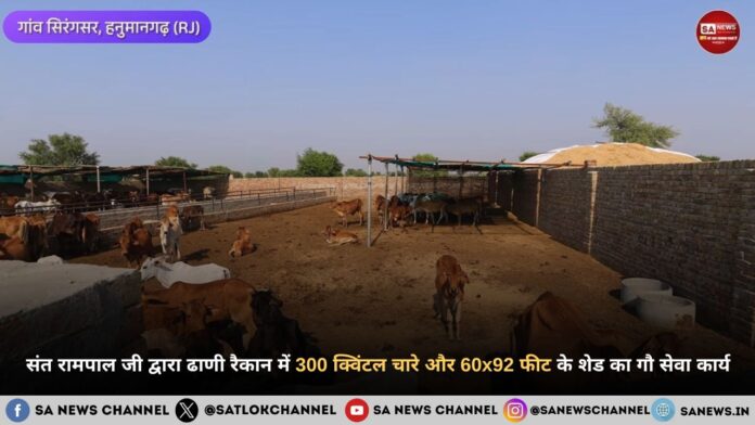 संत रामपाल जी महाराज द्वारा हनुमानगढ़ (ढाणी रैकान) में 300 क्विंटल चारे और 60x92 फीट के शेड का गौ सेवा कार्य