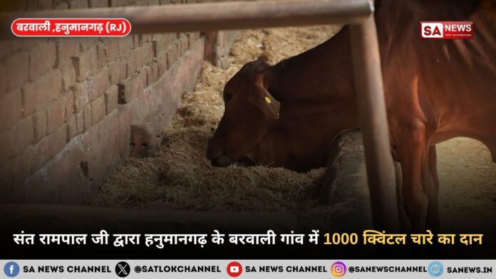 संत रामपाल जी महाराज द्वारा हनुमानगढ़ के बरवाली गांव में 1000 क्विंटल चारे का दान
