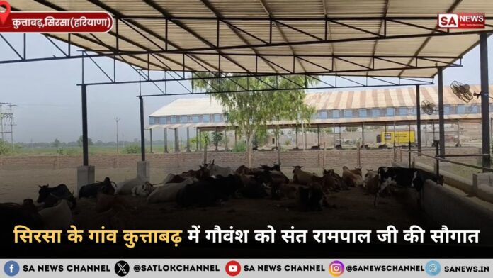 सिरसा के गांव कुत्ताबढ़ में गौवंश को संत रामपाल जी की सौगात