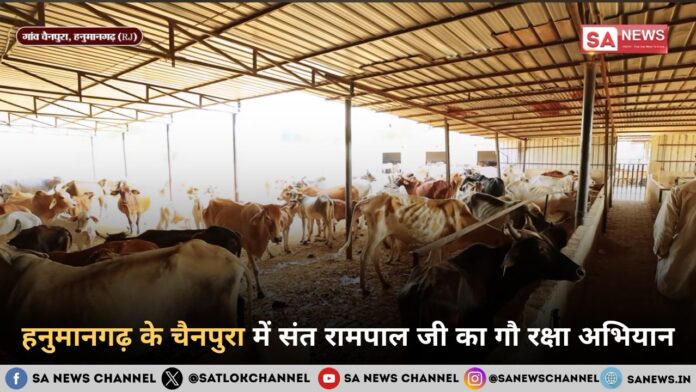 हनुमानगढ़, राजस्थान में संत रामपाल जी महाराज का अद्भुत गौ रक्षा अभियान