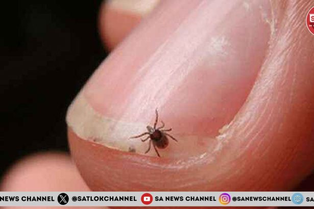 एक बार फिर मंडराया स्क्रब टाइफस (Scrub Typhus) का खतरा लगातार बढ़ रहे मामलों से लोगों में फैली दहशत