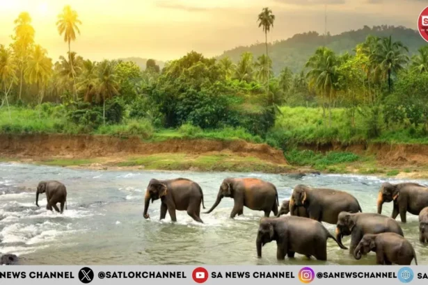 Namibia to Slaughter Over 700 Wild Animals Amid Severe Food Shortage