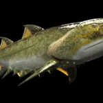 New Shark Species Found