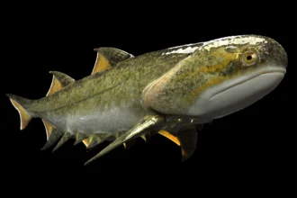 New Shark Species Found