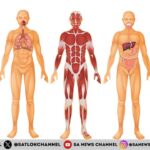 Understanding the Human Body: A Comprehensive Guide to the Body’s Systems