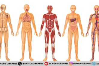 Understanding the Human Body: A Comprehensive Guide to the Body’s Systems