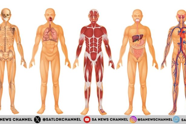Understanding the Human Body: A Comprehensive Guide to the Body’s Systems