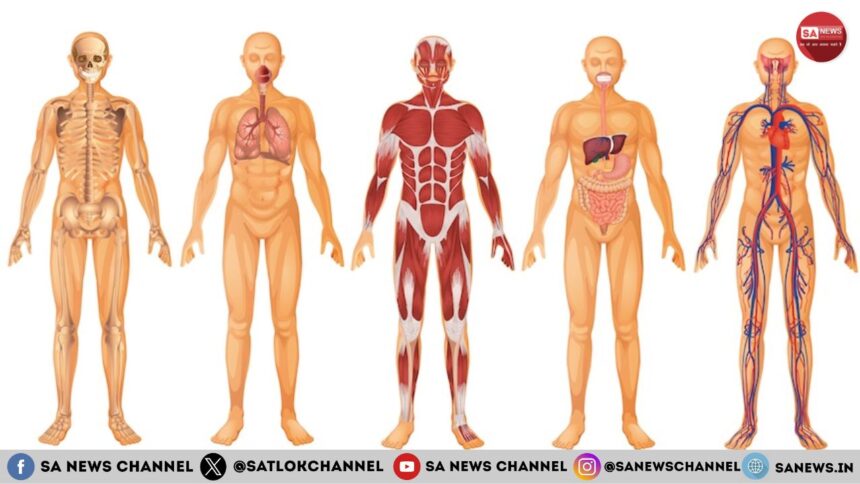 Understanding the Human Body: A Comprehensive Guide to the Body’s Systems