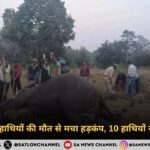 बांधवगढ़ में हाथियों की मौत से मचा हड़कंप, 10 हाथियों ने गंवाई जान