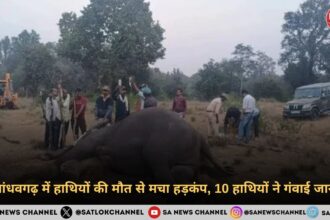 बांधवगढ़ में हाथियों की मौत से मचा हड़कंप, 10 हाथियों ने गंवाई जान