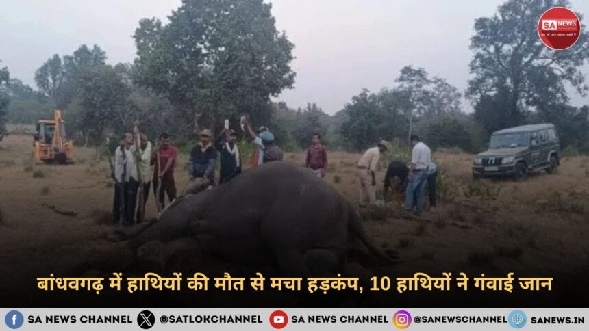 बांधवगढ़ में हाथियों की मौत से मचा हड़कंप, 10 हाथियों ने गंवाई जान
