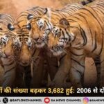भारत में बाघों की संख्या बढ़कर 3,682 हुई 2006 से दोगुनी बढ़ोतरी