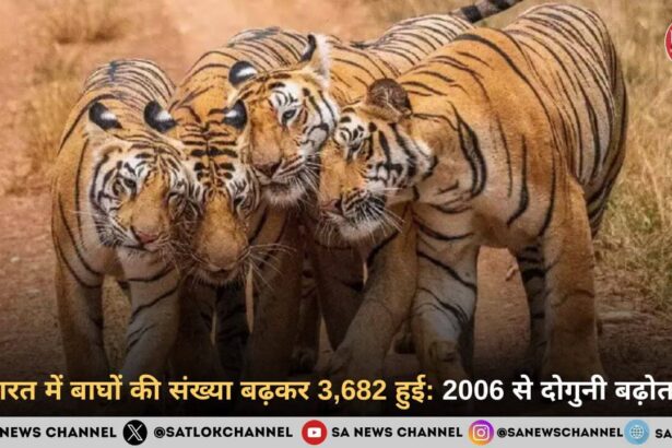 भारत में बाघों की संख्या बढ़कर 3,682 हुई 2006 से दोगुनी बढ़ोतरी