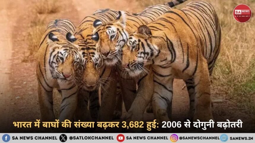 भारत में बाघों की संख्या बढ़कर 3,682 हुई 2006 से दोगुनी बढ़ोतरी