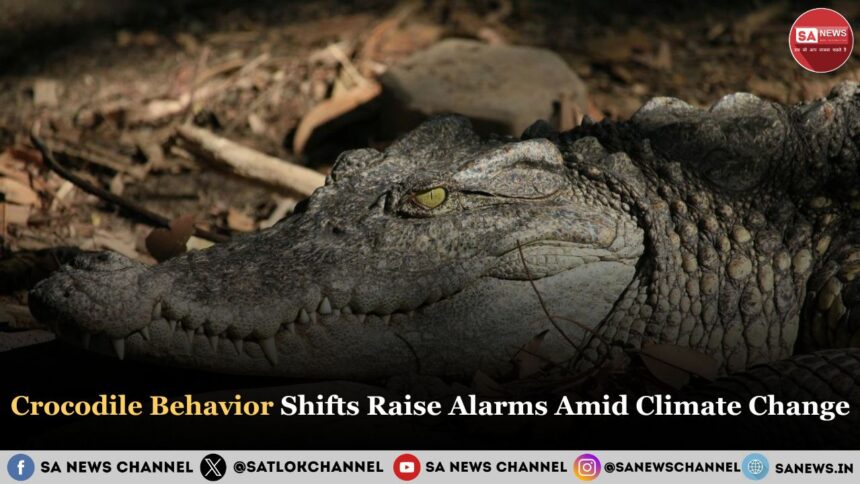 Crocodile Behavior Shifts Raise Alarms Amid Climate Change