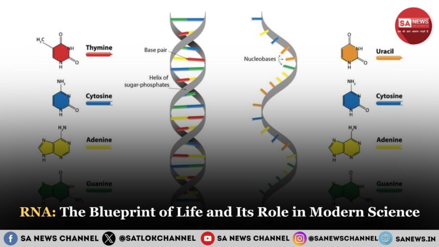 RNA The Blueprint of Life and Its Role in Modern Science