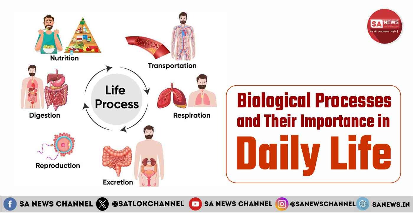 How Biological Processes Impact Your Daily Life