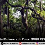 Environmental Balance with Trees: जीवन में पेड़ों का क्या महत्व है?