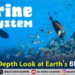 Marine Ecosystem An In-Depth Look at Earth's Blue Core
