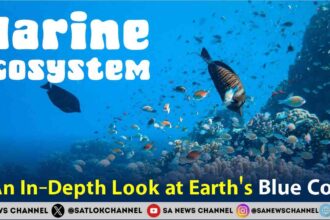 Marine Ecosystem An In-Depth Look at Earth's Blue Core