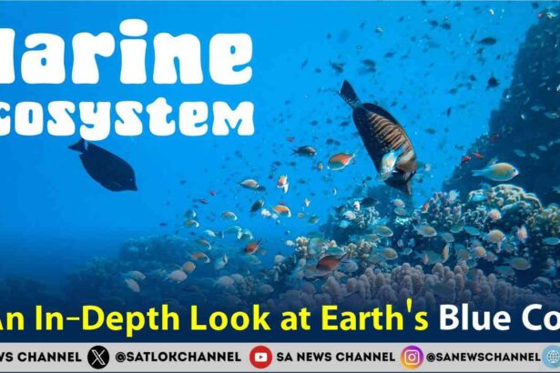 Marine Ecosystem An In-Depth Look at Earth's Blue Core