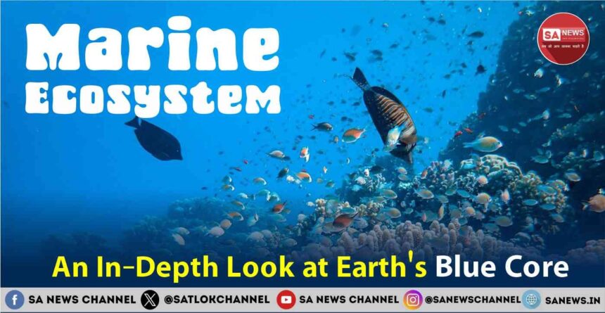 Marine Ecosystem An In-Depth Look at Earth's Blue Core
