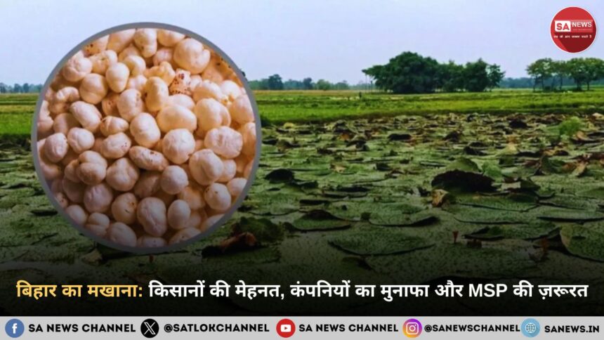 बिहार का मखाना: किसानों की मेहनत, कंपनियों का मुनाफा और MSP की ज़रूरत