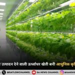 कम भूमि में दोगुना उत्पादन देने वाली ऊर्ध्वाधर खेती बनी आधुनिक कृषि का नया विकल्प