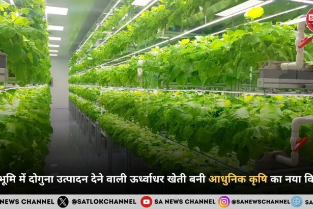 कम भूमि में दोगुना उत्पादन देने वाली ऊर्ध्वाधर खेती बनी आधुनिक कृषि का नया विकल्प