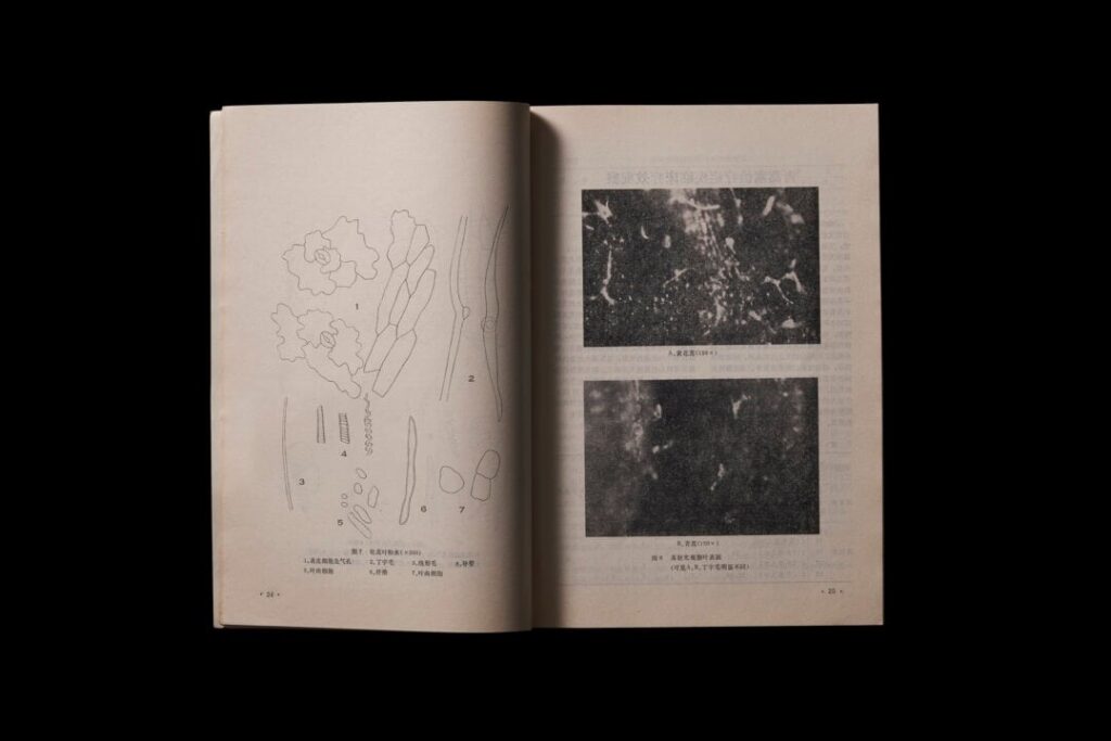 WhatsApp Image 2025 12 10 at 8.33.07 AM