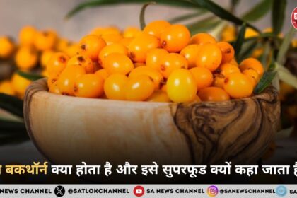 सी बकथॉर्न क्या होता है और इसे सुपरफूड क्यों कहा जाता है