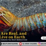 The 10 Craziest Creatures You Wont Believe Exist