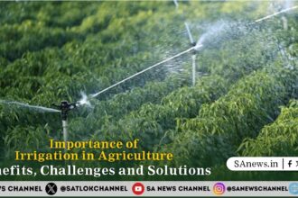 Importance of Irrigation in Agriculture Benefits, Challenges and Solutions