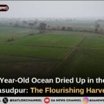 How a 20-Year-Old Ocean Dried Up in the Fields of Masudpur The Flourishing Harvest.jpg.jpeg