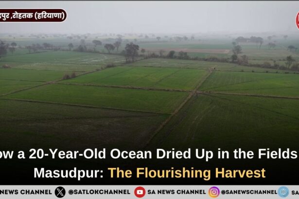 How a 20-Year-Old Ocean Dried Up in the Fields of Masudpur The Flourishing Harvest.jpg.jpeg