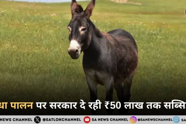 राष्ट्रीय पशुधन मिशन गधा पालन पर 50% सब्सिडी