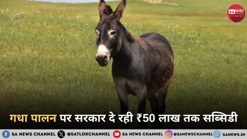 राष्ट्रीय पशुधन मिशन गधा पालन पर 50% सब्सिडी