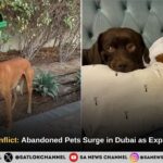 Middle East Conflict: Abandoned Pets Surge in Dubai as Expats Flee Region