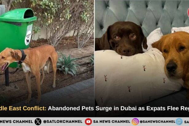 Middle East Conflict: Abandoned Pets Surge in Dubai as Expats Flee Region