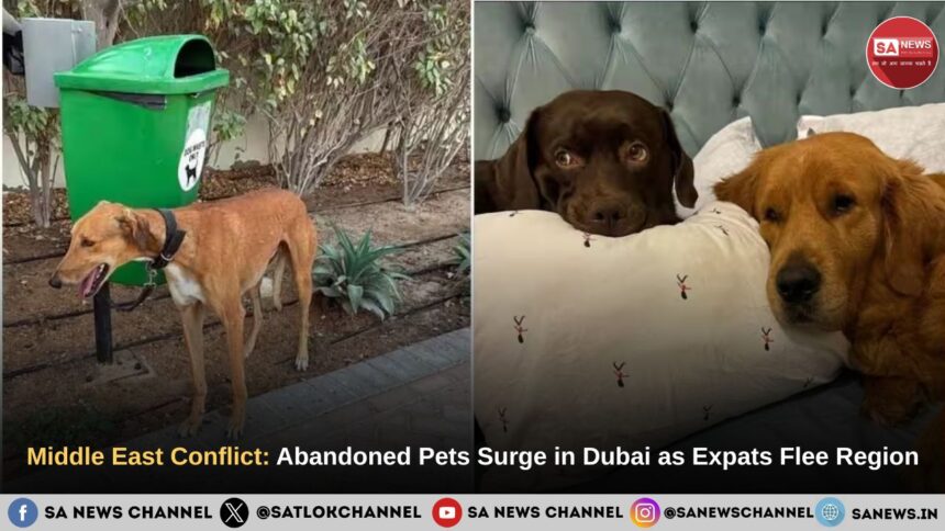 Middle East Conflict: Abandoned Pets Surge in Dubai as Expats Flee Region